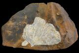 Fossil Ginkgo Leaf From North Dakota - Paleocene #95350-1